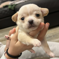 Cuccioli chiuhuahua