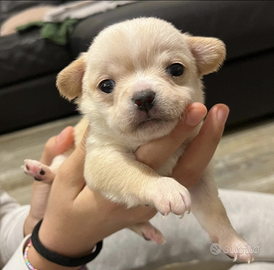 Cuccioli chiuhuahua