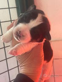 Jack russell terrier