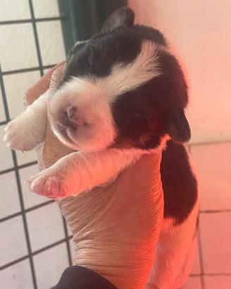 Jack russell terrier