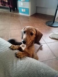Cucciola bassotto