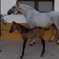 Cavalla Andalusa gravida e puledro