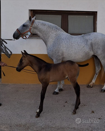 Cavalla Andalusa gravida e puledro