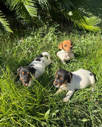 Cuccioli di Jack Russell