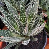 pianta Aloe 
