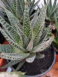 pianta Aloe 