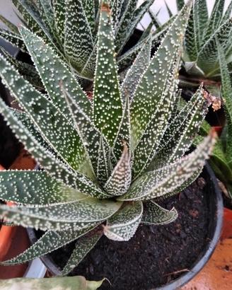 pianta Aloe 