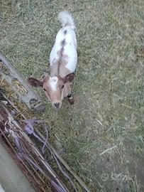 Capre tibetane