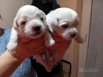 Cuccioli maltesi