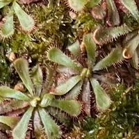 Drosera aliciae- var. rossa pianta mangia insetti