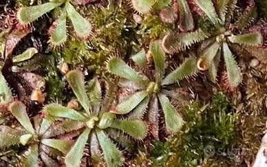 Drosera aliciae- var. rossa pianta mangia insetti