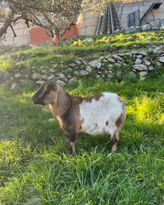 Capra tibetana