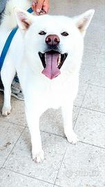 Akita Inu Per Accoppiamento