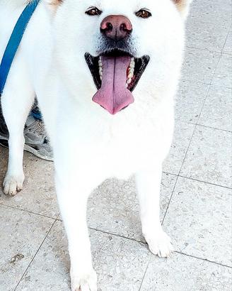 Akita Inu Per Accoppiamento
