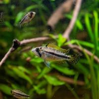 Apistogramma Cacatuoides