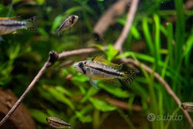 Apistogramma Cacatuoides