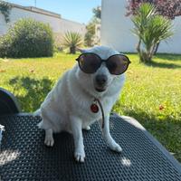 Femmina per accoppiamento