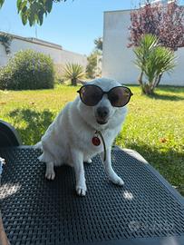 Femmina per accoppiamento