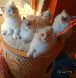 Cuccioli di Ragdoll con pedigree