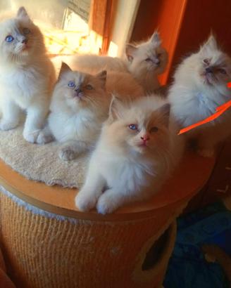 Cuccioli di Ragdoll con pedigree