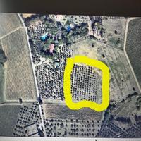 Sì regala la gestione di terreno con piante olivo