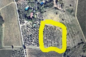 Sì regala la gestione di terreno con piante olivo