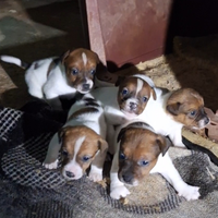 Jack russel cuccioli