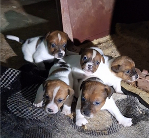 Jack russel cuccioli