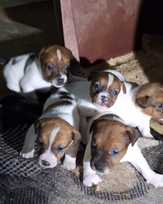 Jack russel cuccioli