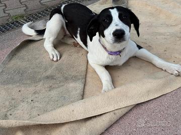 Cucciola taglia grande in adozione