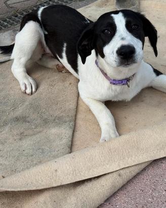 Cucciola taglia grande in adozione