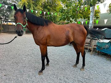 CAVALLO CASTRONE AA