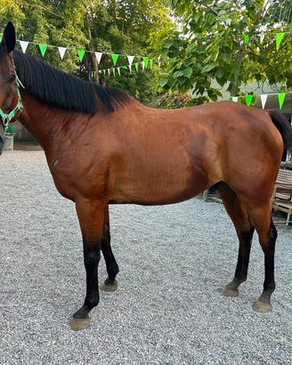 CAVALLO CASTRONE AA