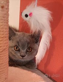 Cuccioli di British Shorthair