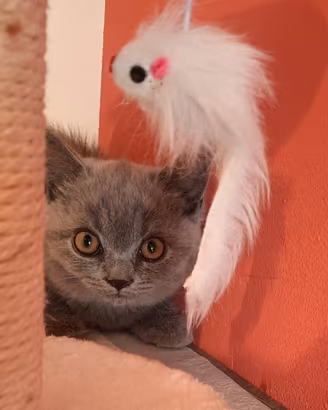 Cuccioli di British Shorthair