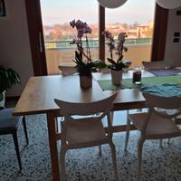  Tavolo in legno lunghezza 240/300 ×100cm di 