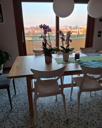  Tavolo in legno lunghezza 240/300 ×100cm di 