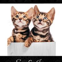 GATTI BENGALA CUCCIOLI - pagamento rateale