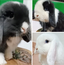Mini lop conigli nani
