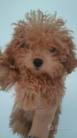 FEMMINA Barboncina Extra Mini