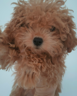 FEMMINA Barboncina Extra Mini