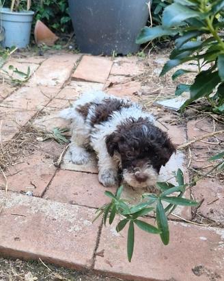 cuccioli di lagotto 