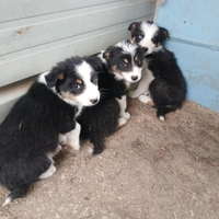 Cuccioli border collie