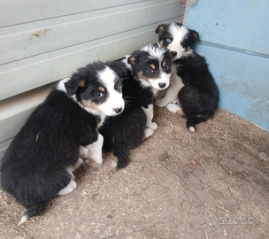 Cuccioli border collie