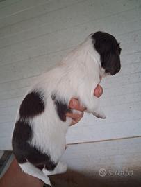 Springer spaniel inglese