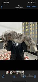 Maine CoonXXL Giganti Garantiti