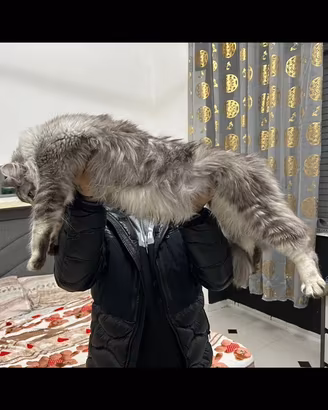 Maine CoonXXL Giganti Garantiti
