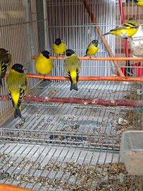 Lucherrino testa nera novello 2025