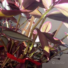 Piante tradescantia