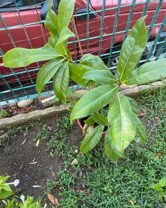 Magnolia grandiflora